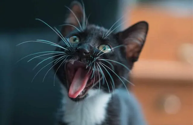 Sự phản ứng của mèo khi nghe âm thanh mèo kêu có ý nghĩa gì?