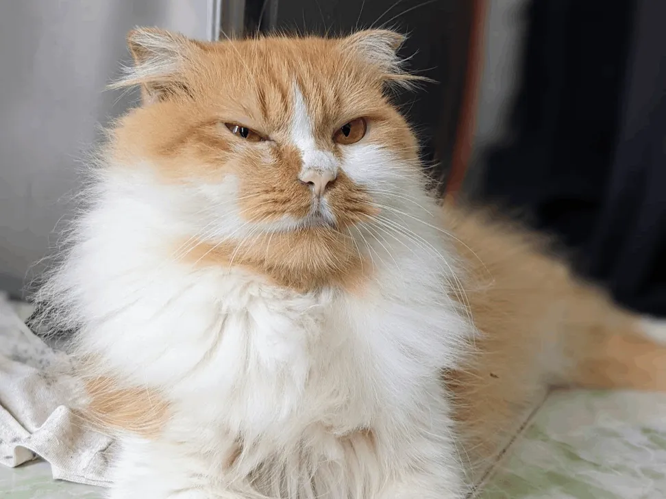 Tại sao mèo lại có 9 mạng?