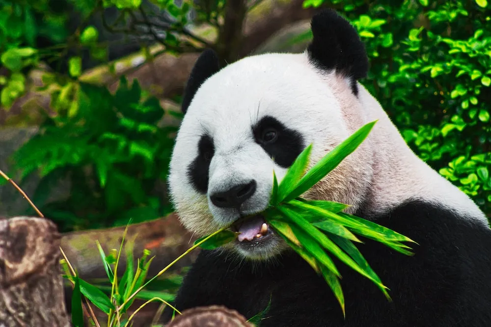 Gấu trúc đang ăn trúc